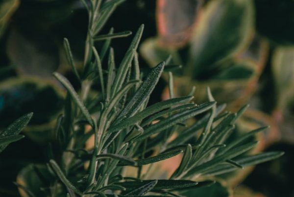 Top 7 ingredientes naturales para el cabello